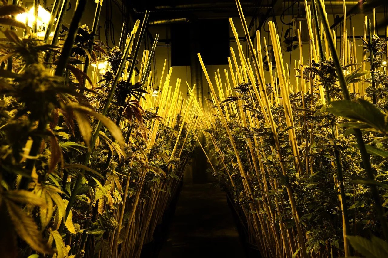 Veritas Fine Cannabis