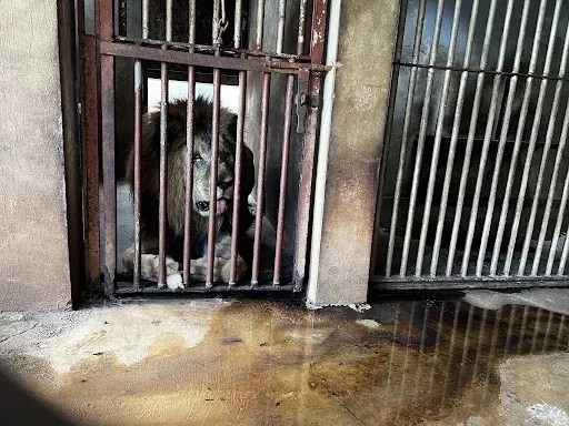 A male lion in a cage at the Juan A. Rivero Zoo in Puerto Rico.