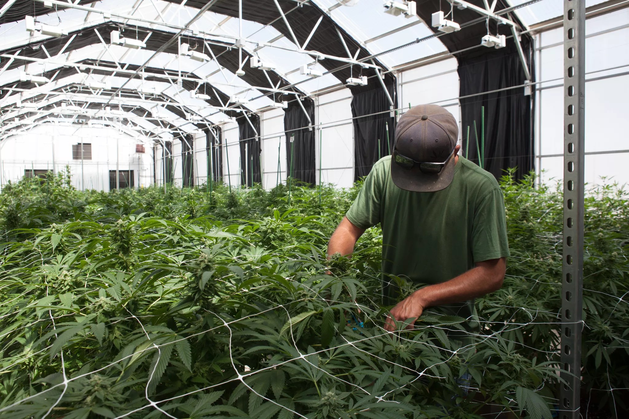 A worker at 1 Wildflower farms in Colorado tends to cannabis plants.