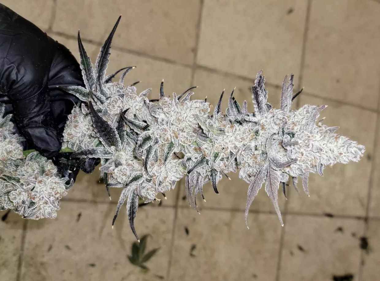 The Mile High Dave cut of Dante's Inferno