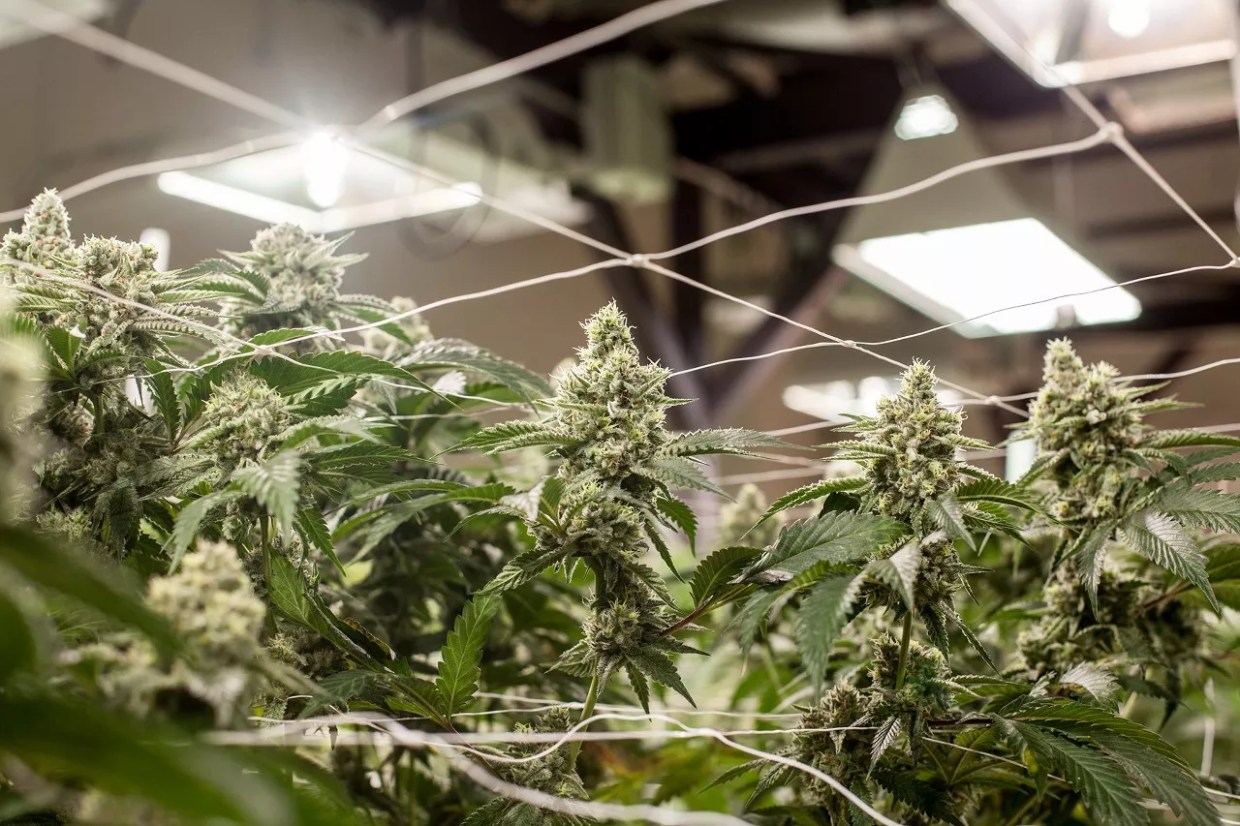 Marijuana plants grow indoors under a light