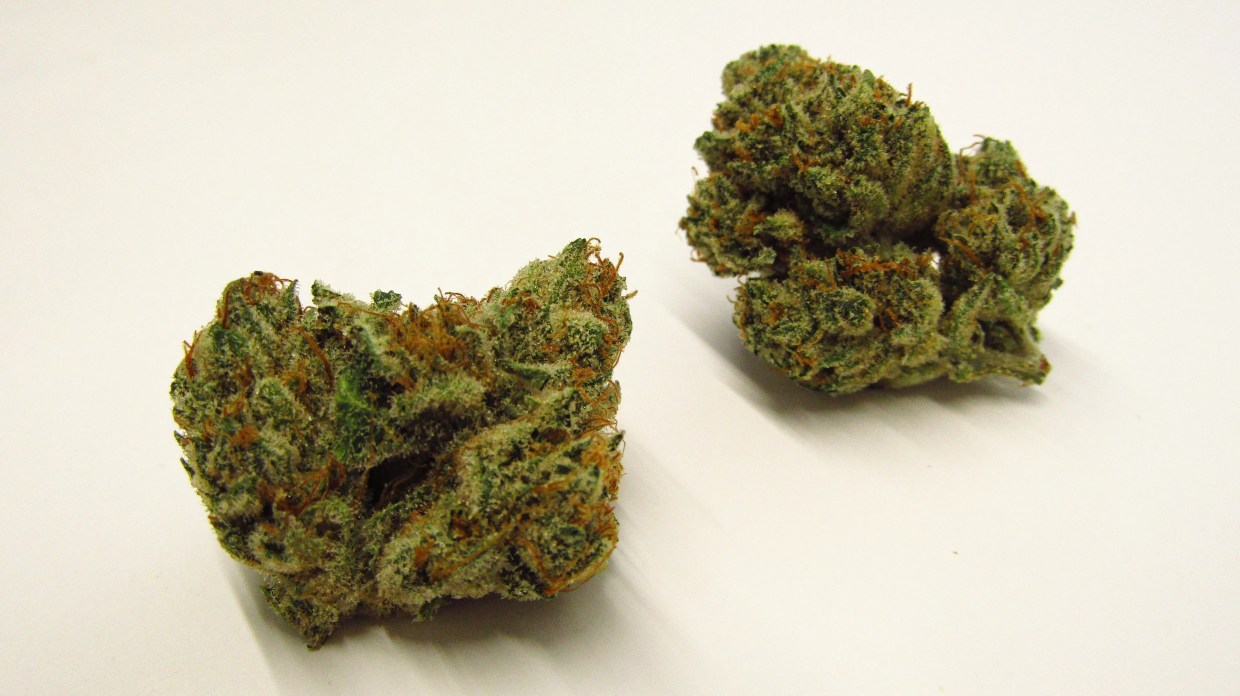 Why Colorado Tokers Love Forbidden Fruit