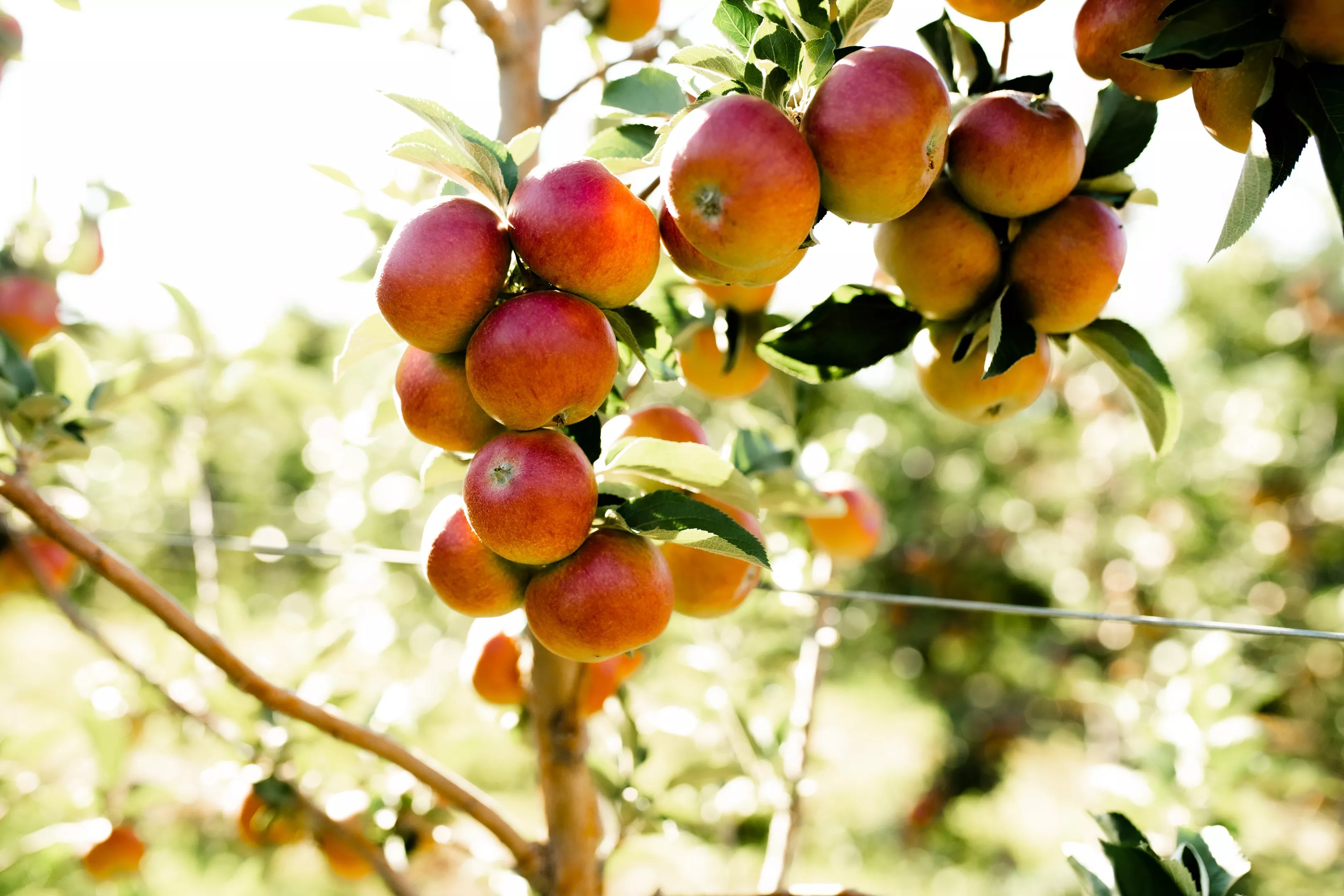 Cider apples growing on a tree.
