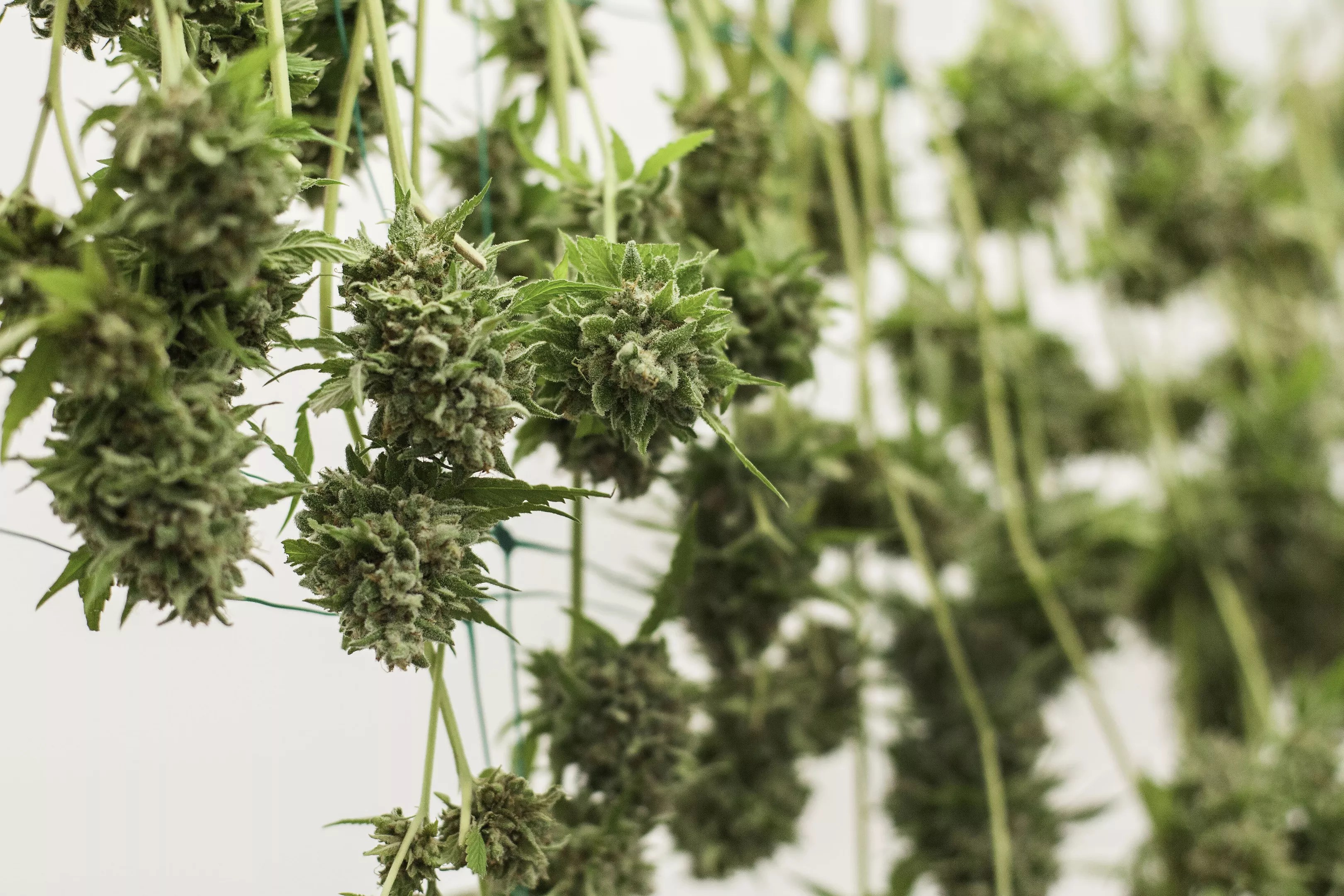 Commercial cannabis flower hang dries