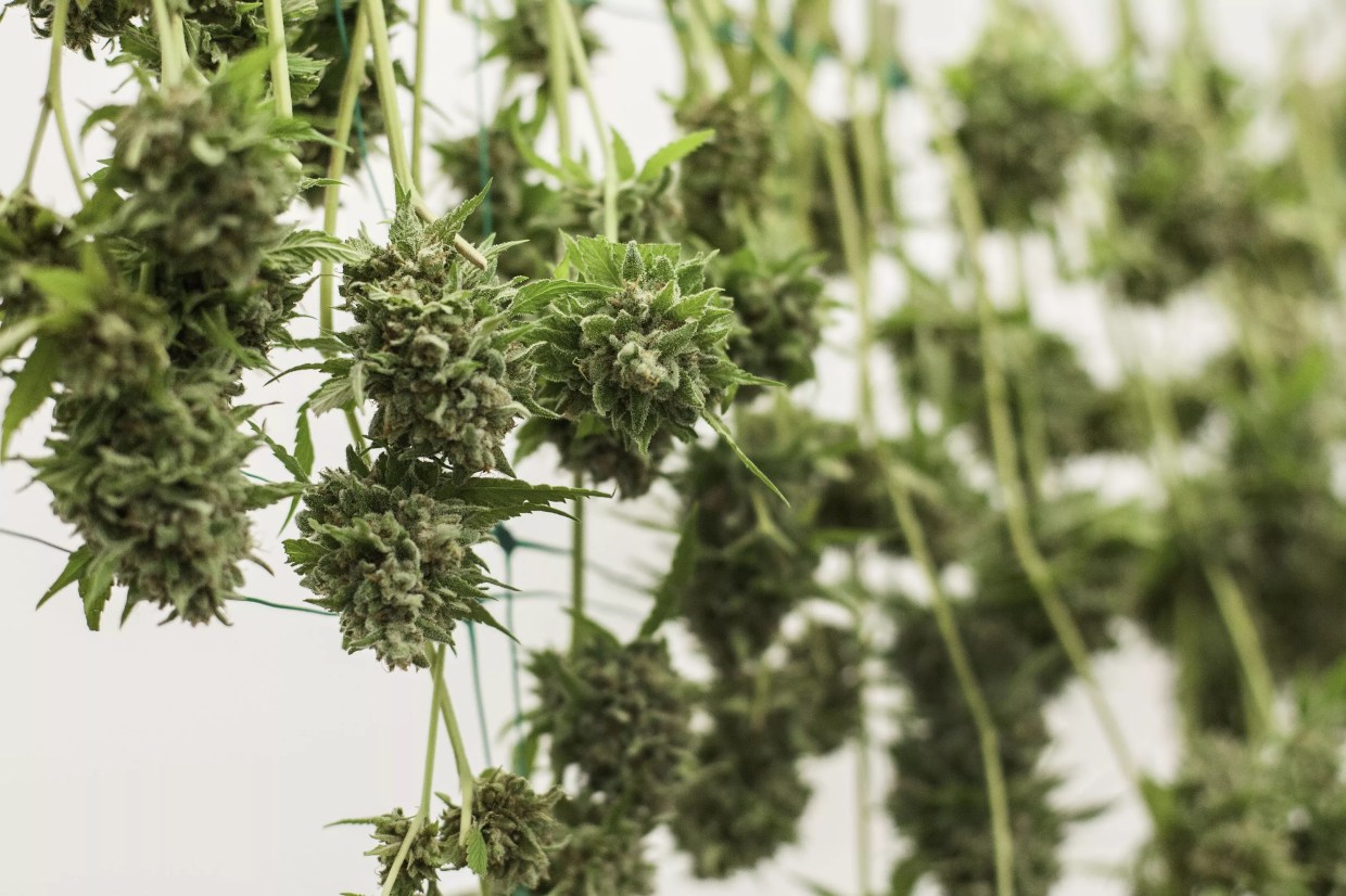 Commercial cannabis flower hang dries