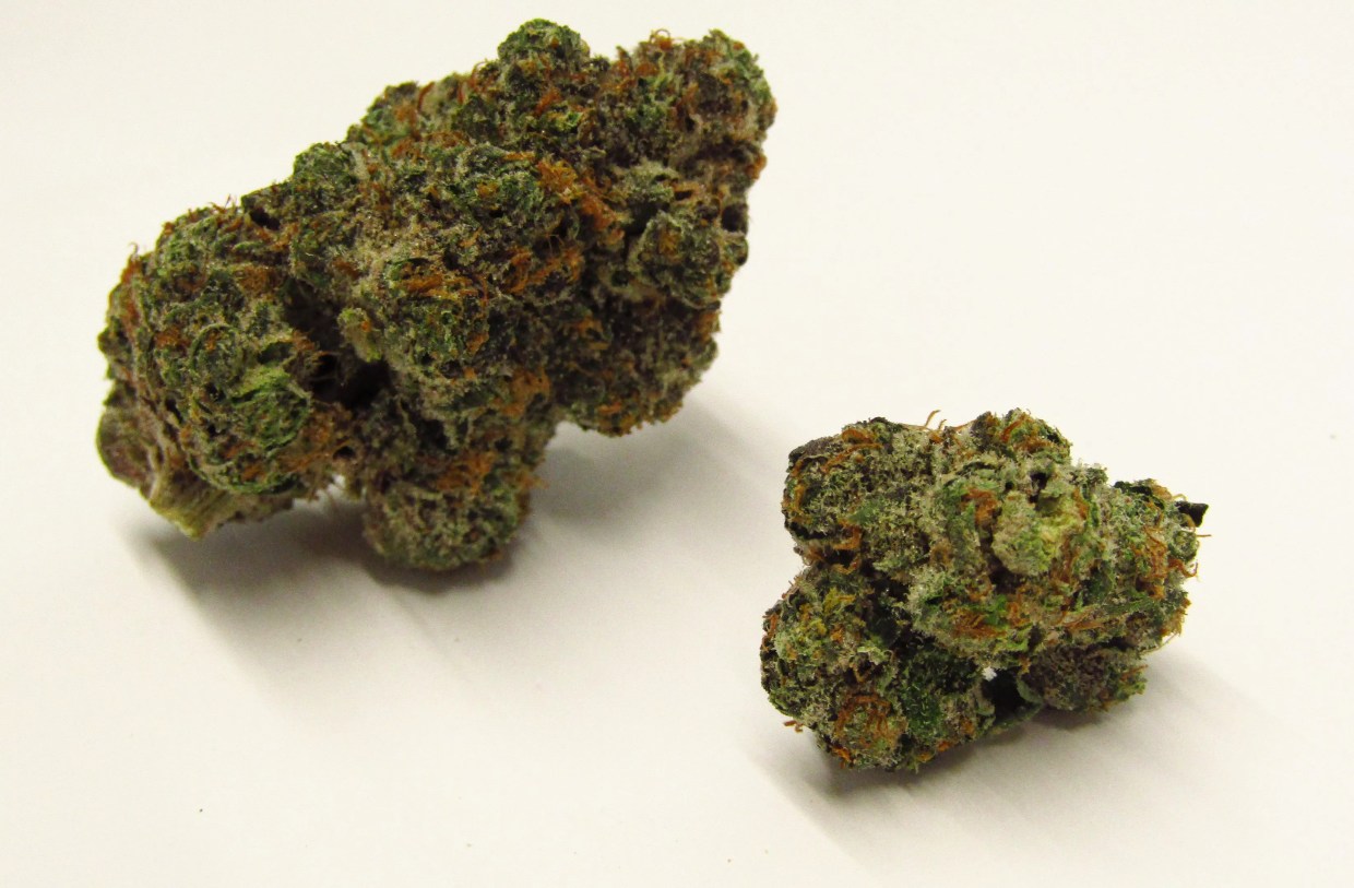 Orange Push Pop cannabis strain