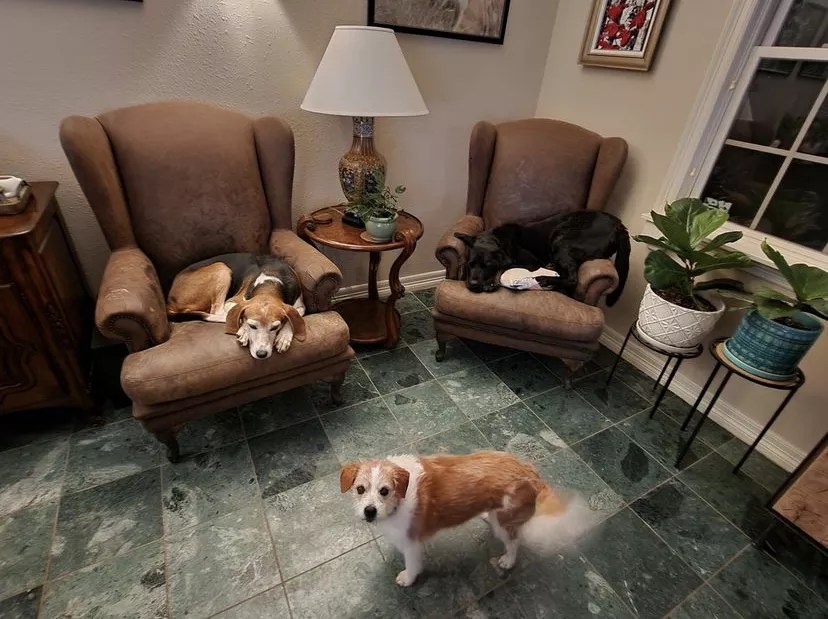 old dogs in shelter living room