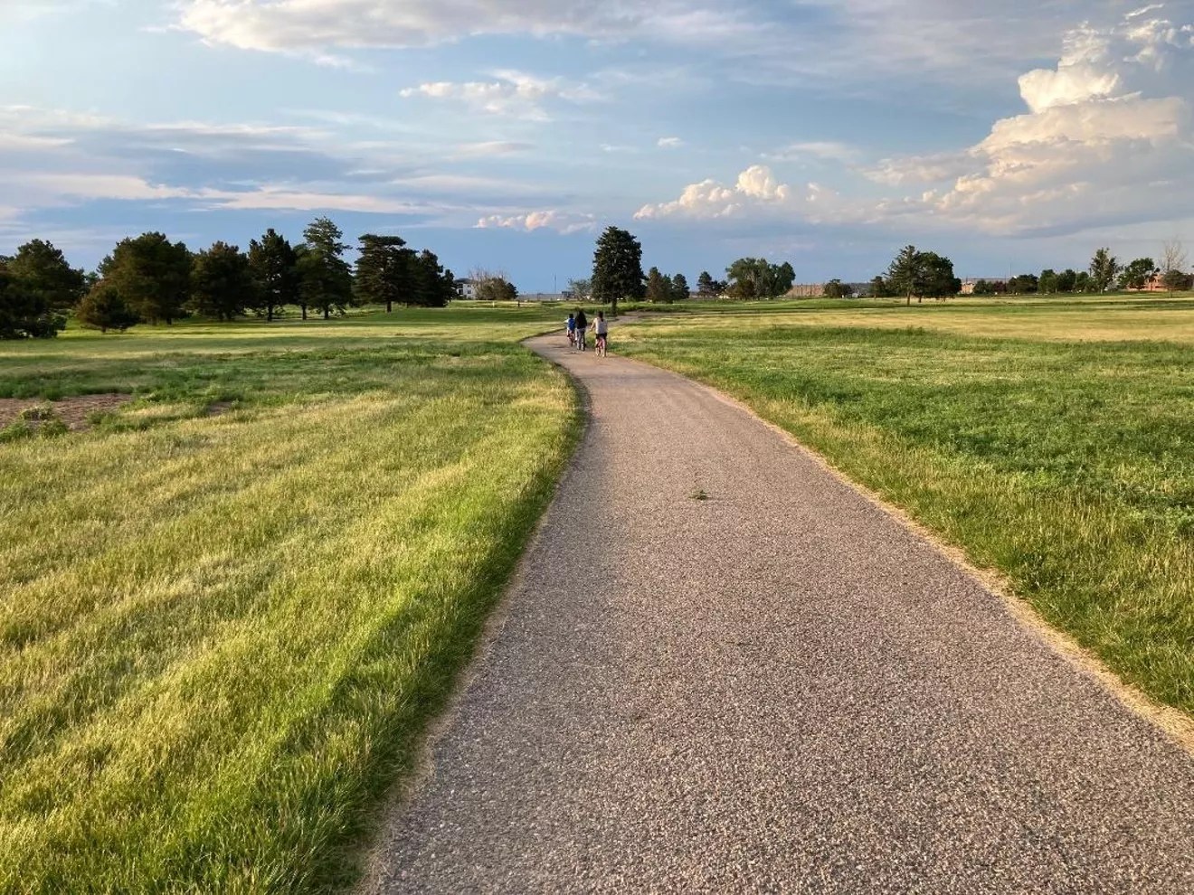 A wide rocky path between rows of long, green grass.