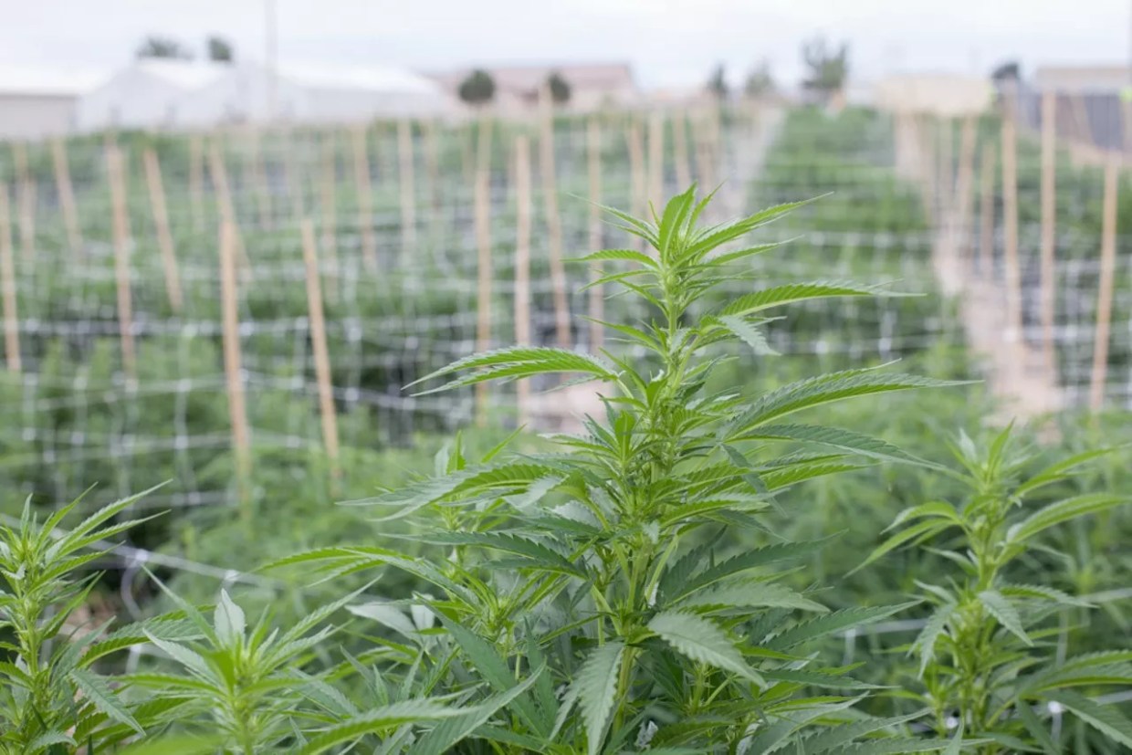 An outdoor marijuana farm in Pueblo, Colorado