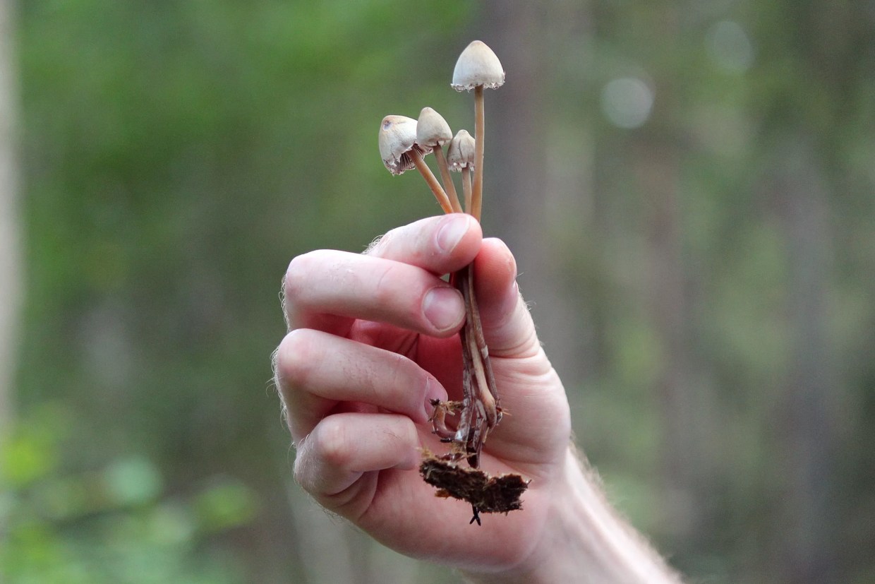 A person holds magic mushrooms in the forest