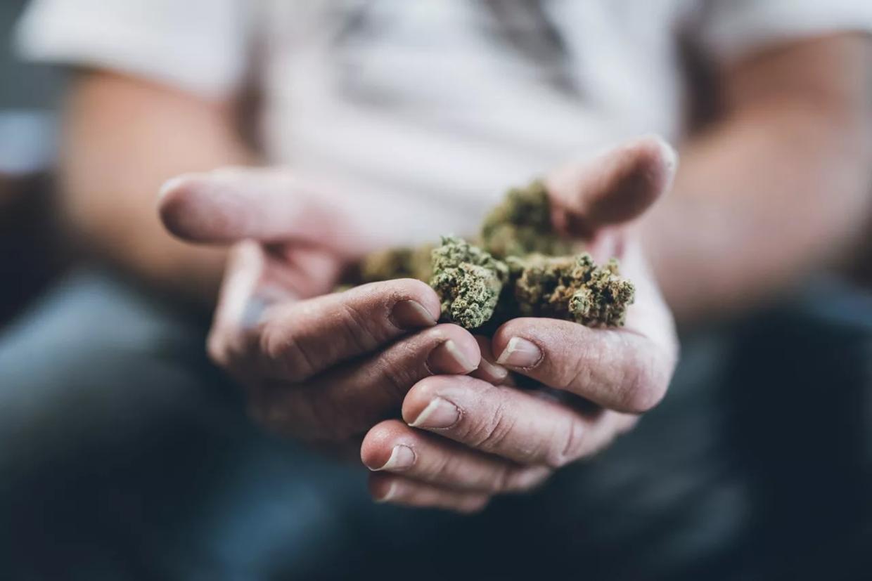 A handful of cannabis buds
