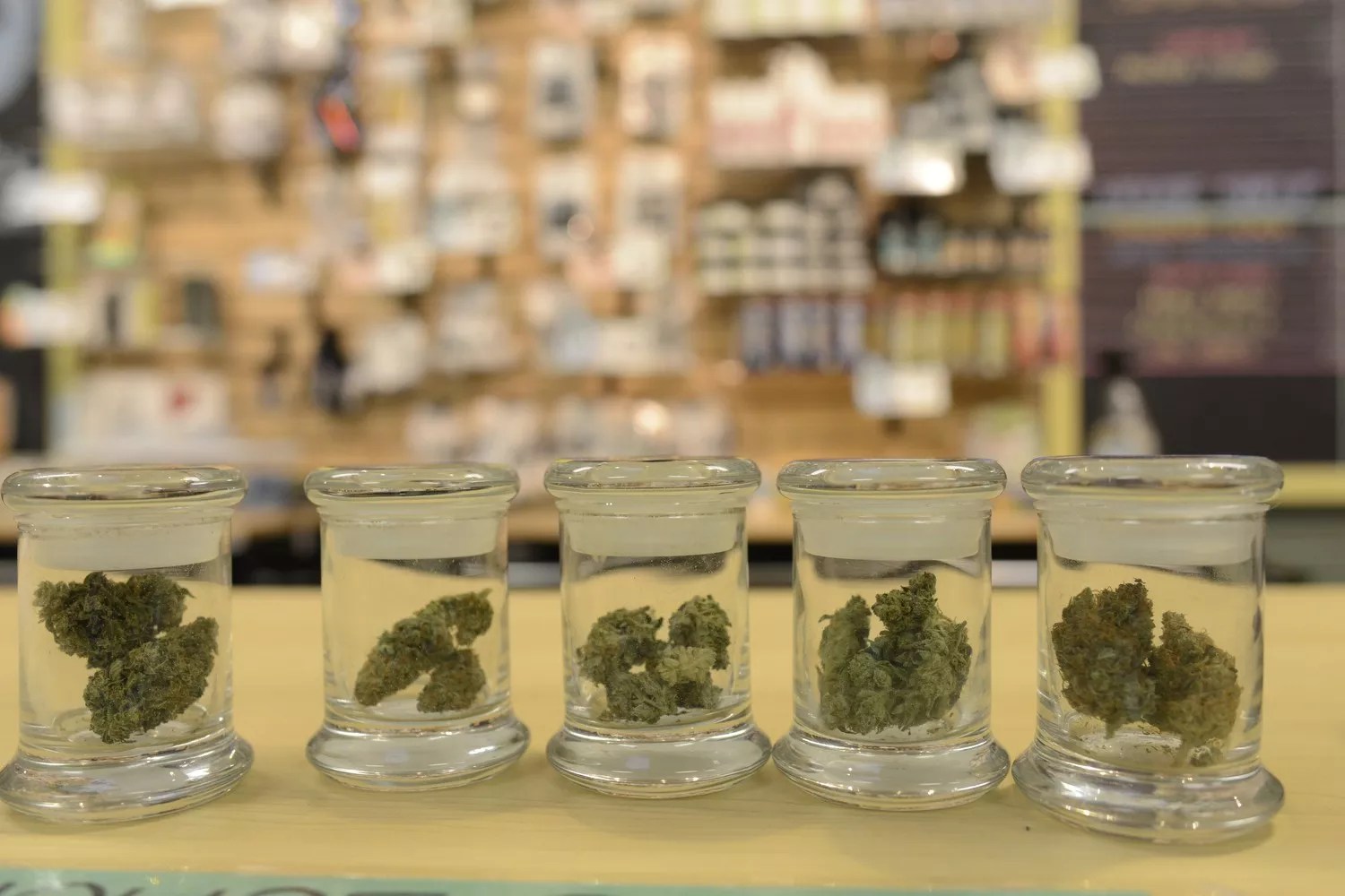 Jars of cannabis on a dispensary shelf