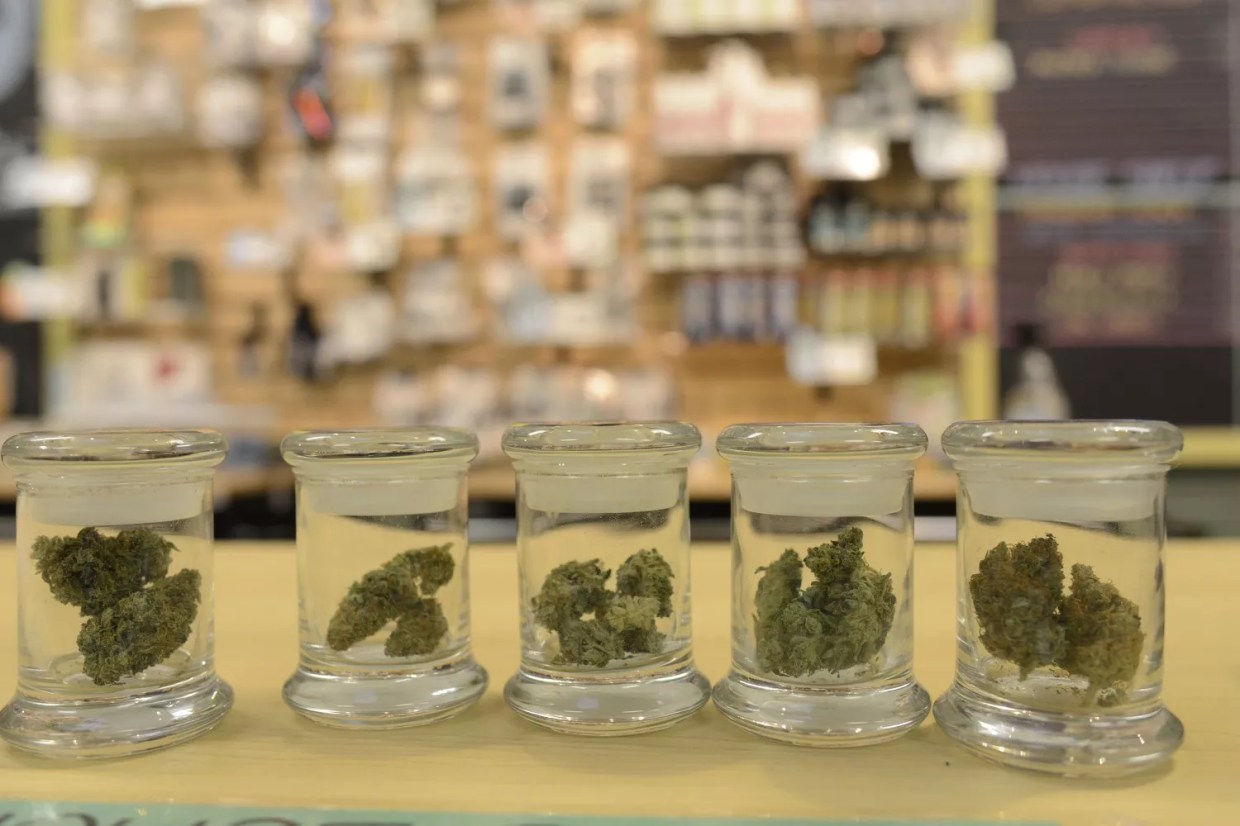 Jars of cannabis on a dispensary shelf