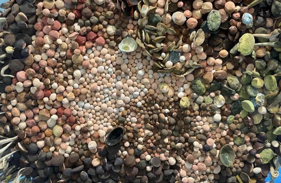 seashells and pebbles arranged as an art installation.