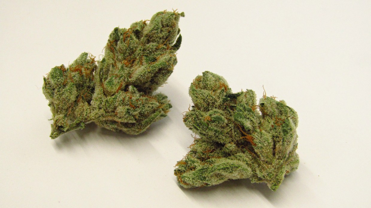 Wedding Pie cannabis strain