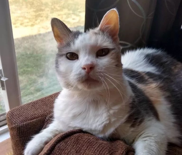 A black and white cat in front of a window