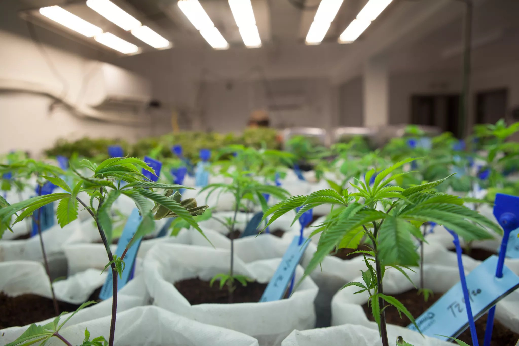 Immature marijuana plants grow in a Colorado facility.