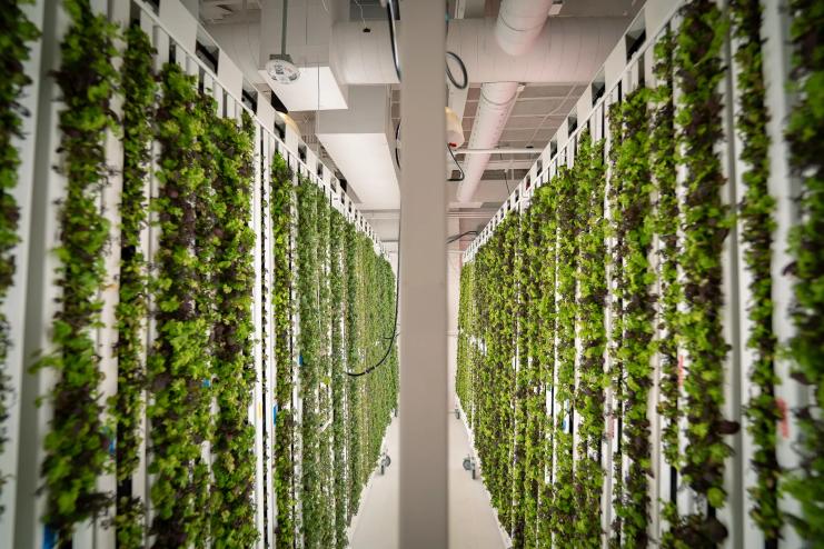 greens growing on a vertical garden