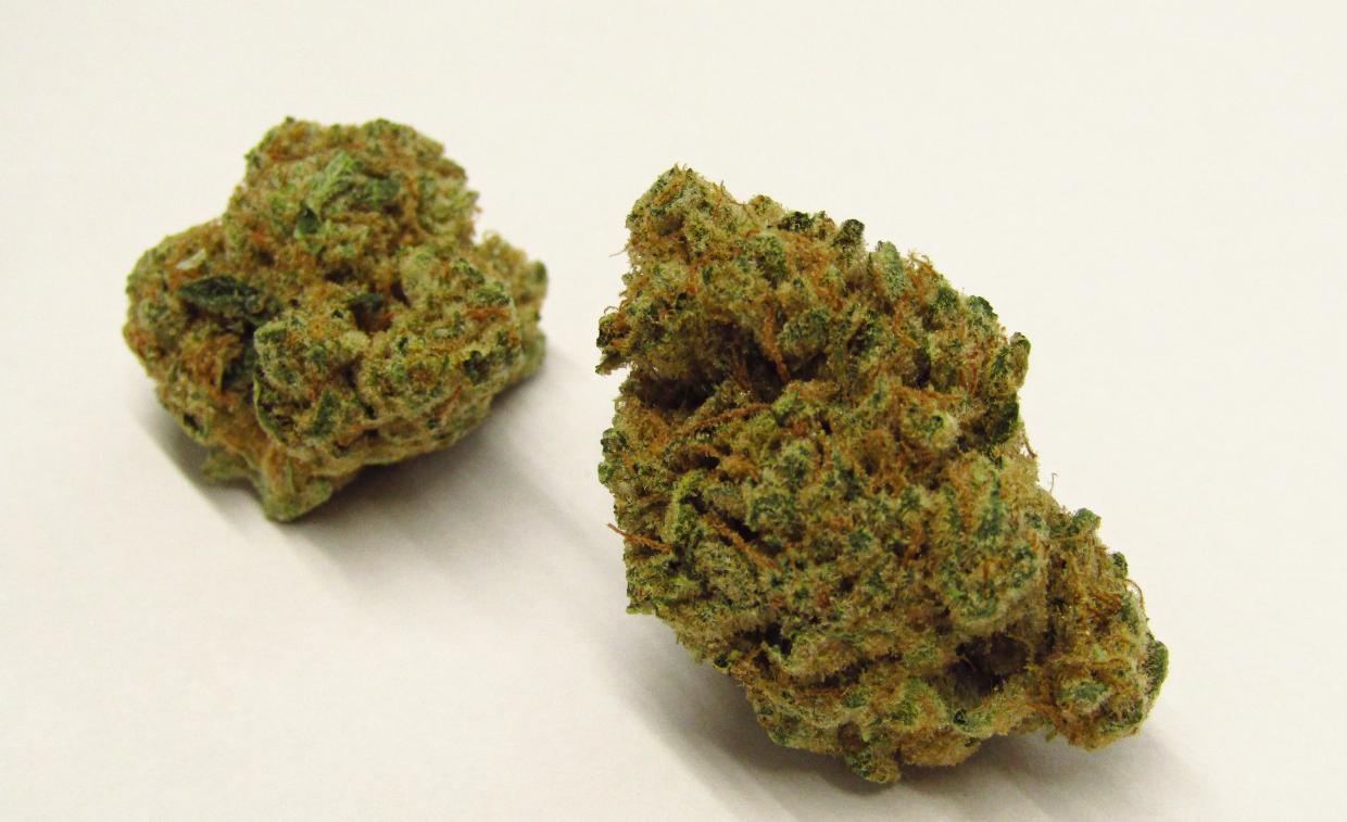 Icebox Pie strain