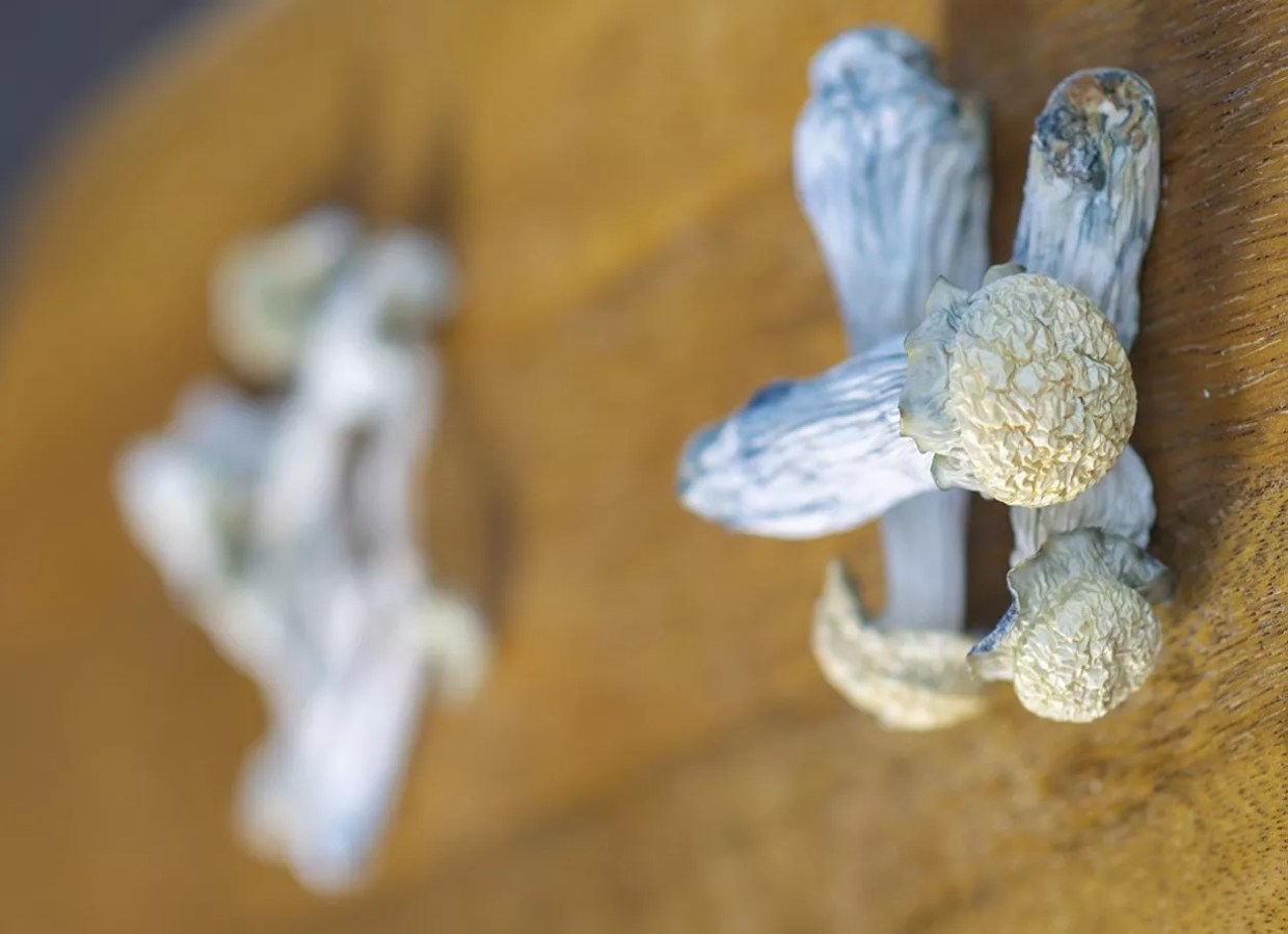 Blue magic mushrooms with psilocybin