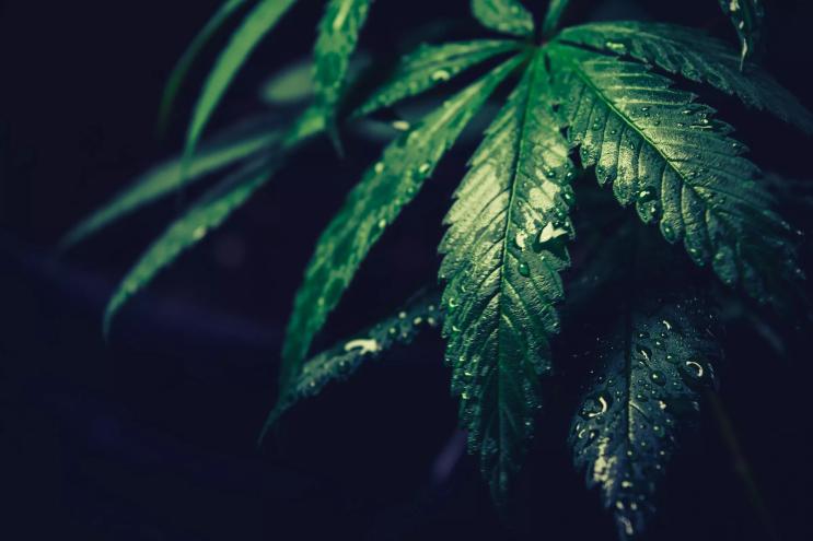Wet cannabis leaves