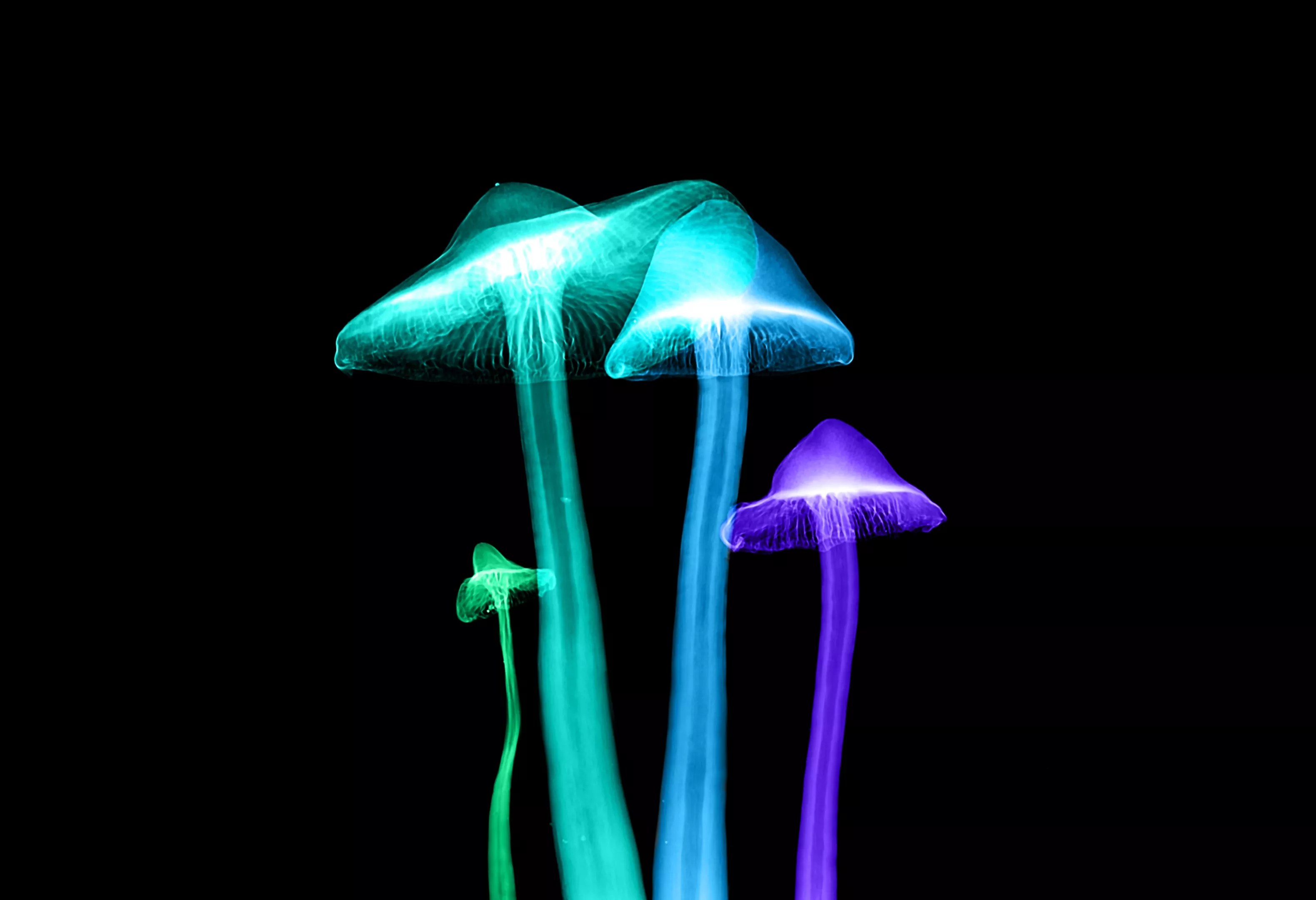 psychedelic mushrooms glowing in the dark
