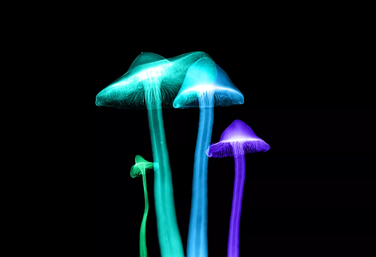 psychedelic mushrooms glowing in the dark