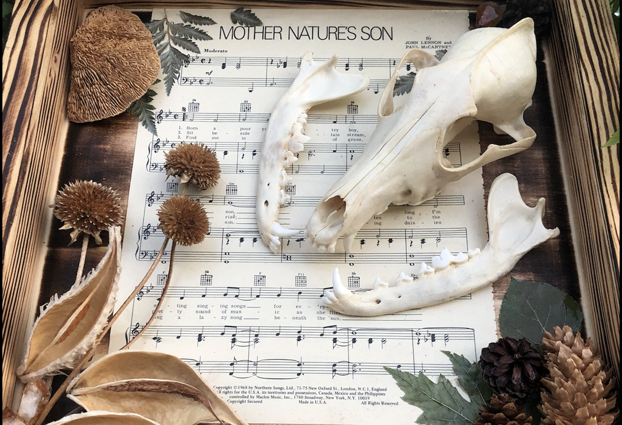 animal skull resting on a music sheet.