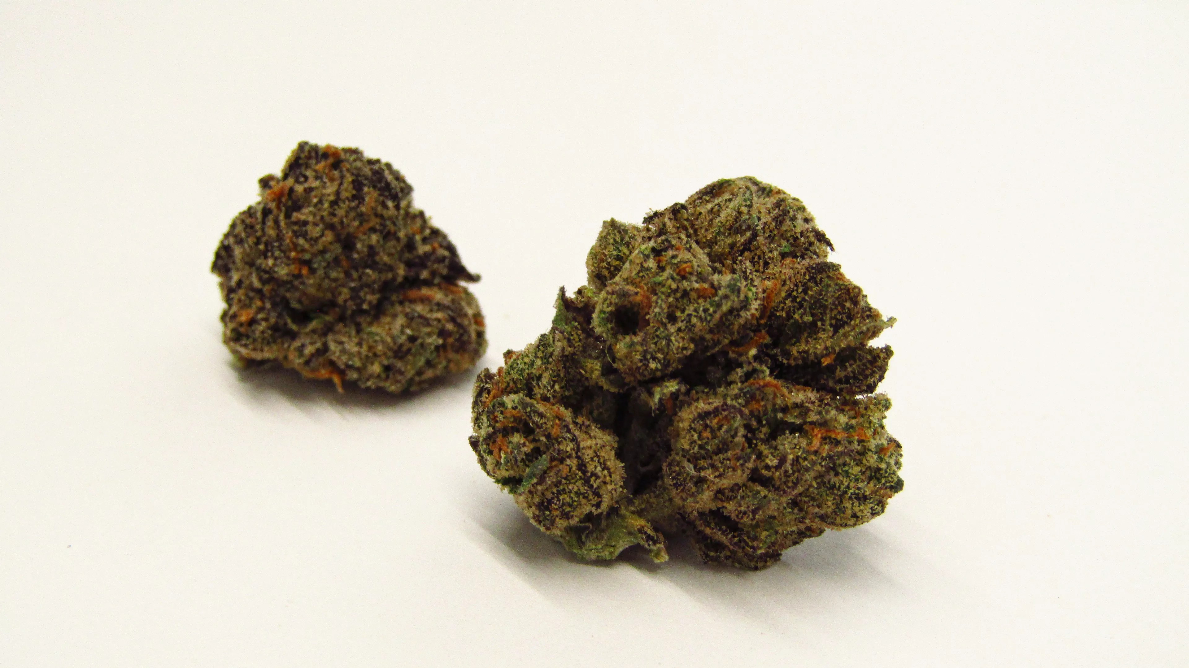 Gastro Pop cannabis strain