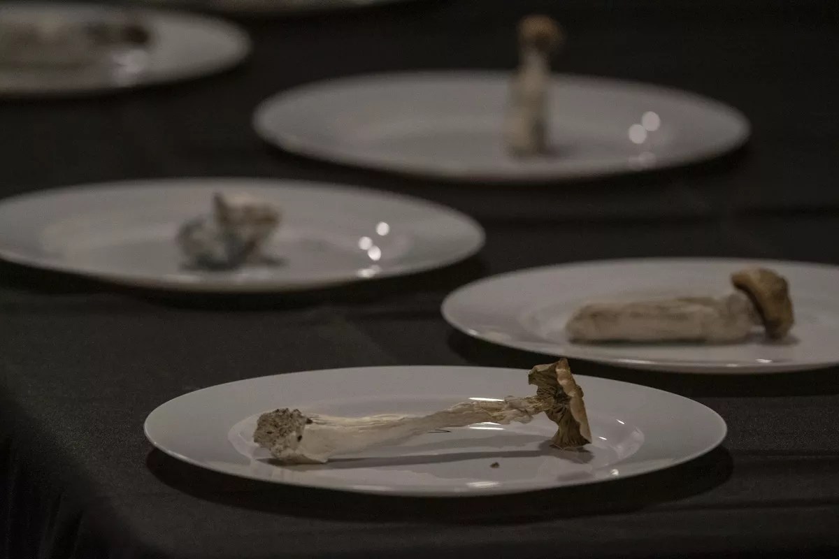Plates of psilocybin mushrooms on display