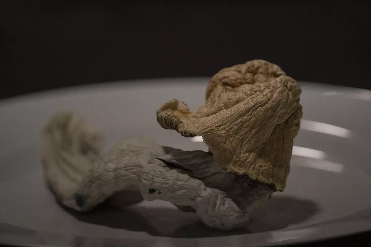 magic mushroom up close