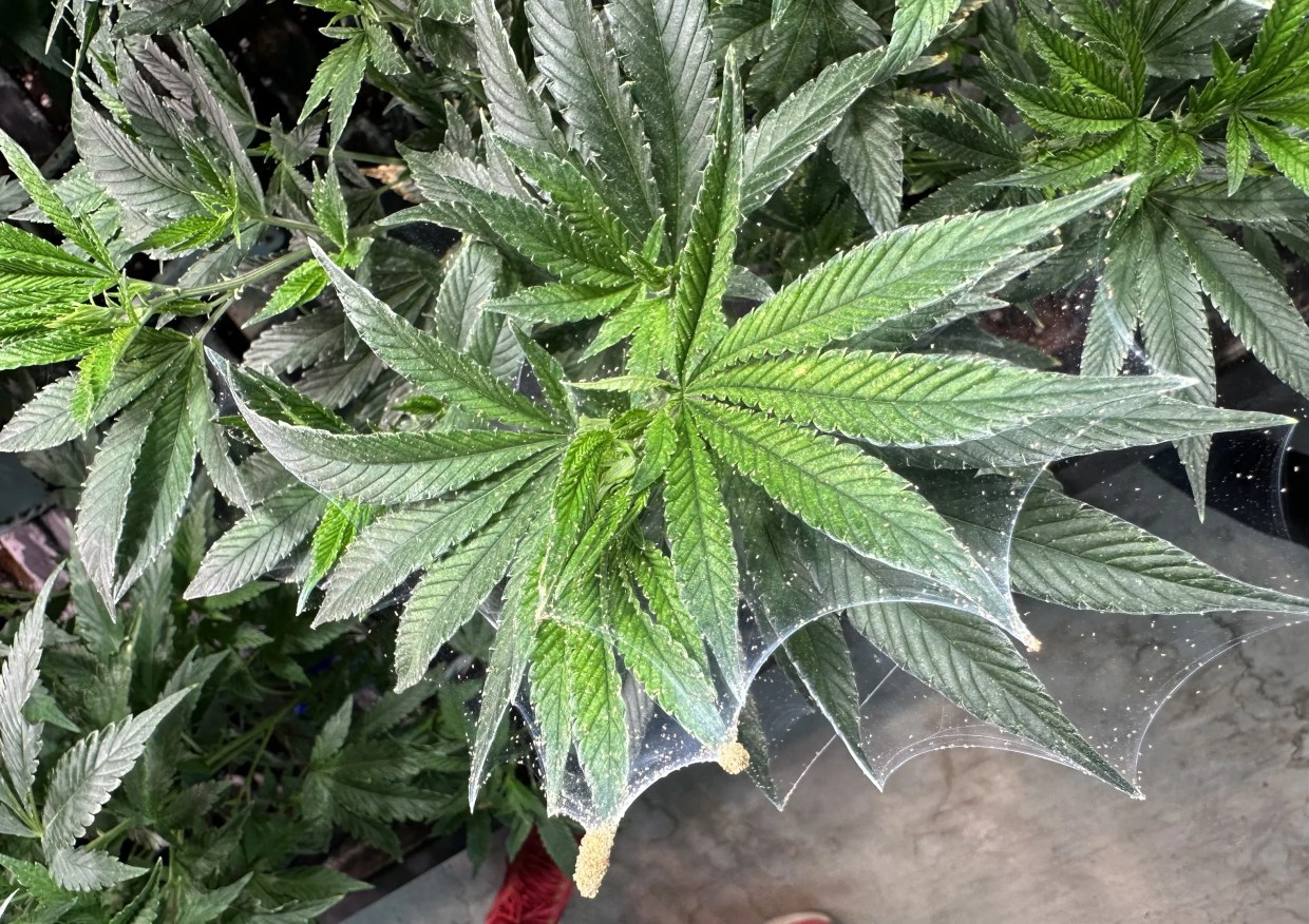 Cannabis plant infested with spider mites