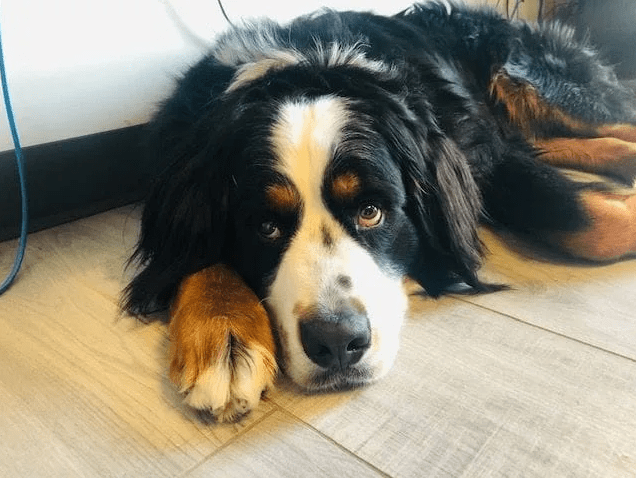 A photo of a dog at the Northfield Verinary Hospital.