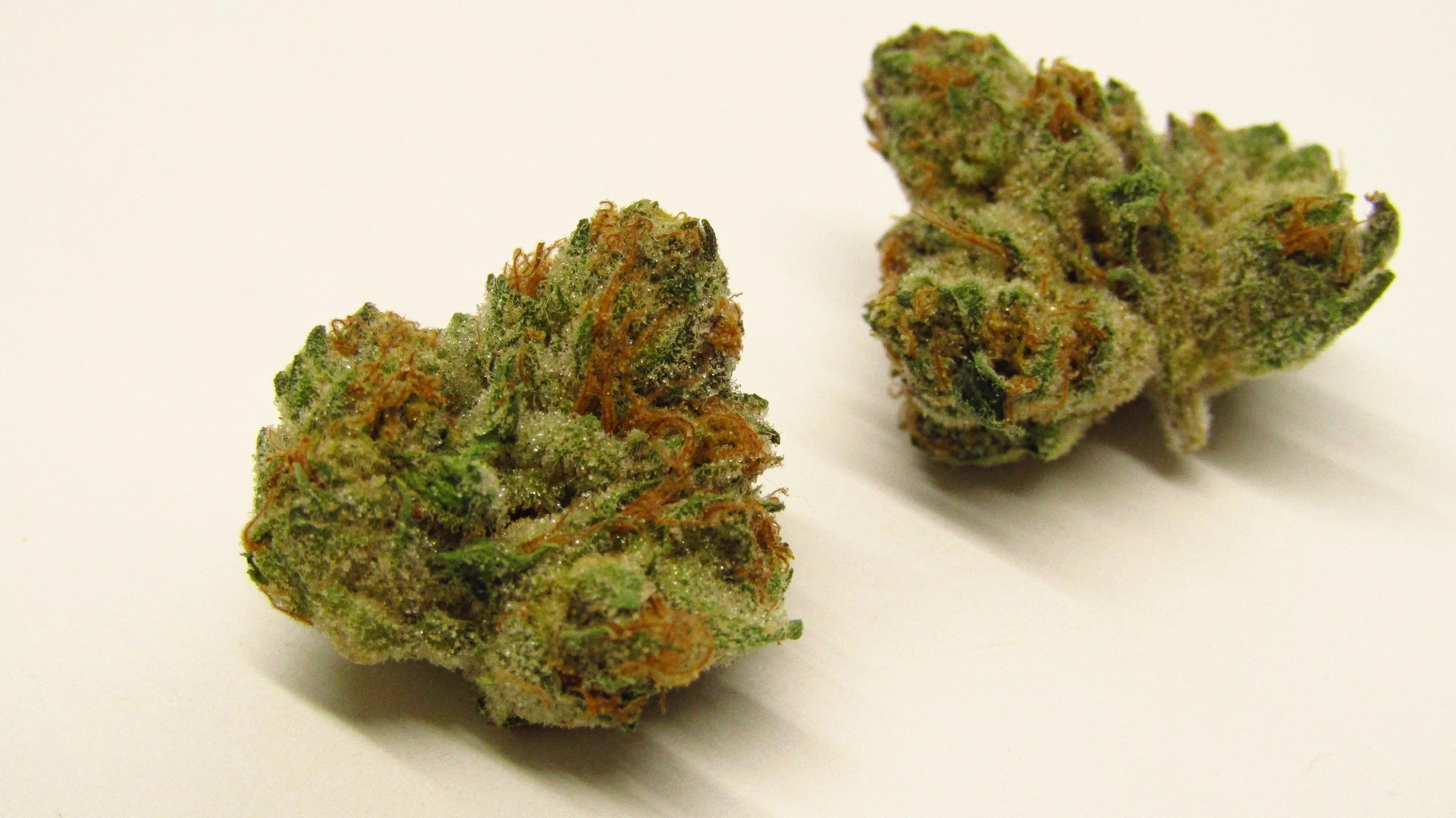 bright green cannabis buds