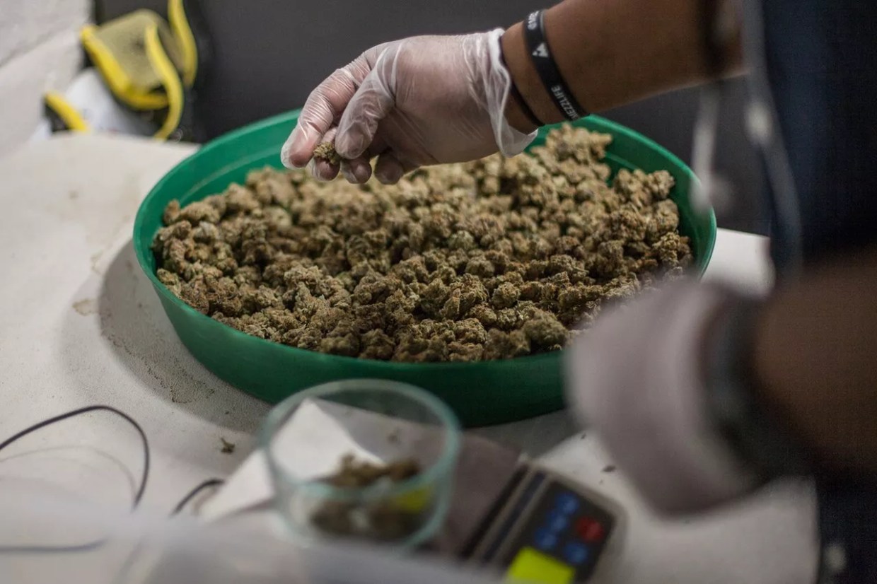 A pair of gloved hands weigh out marijuana on a scale