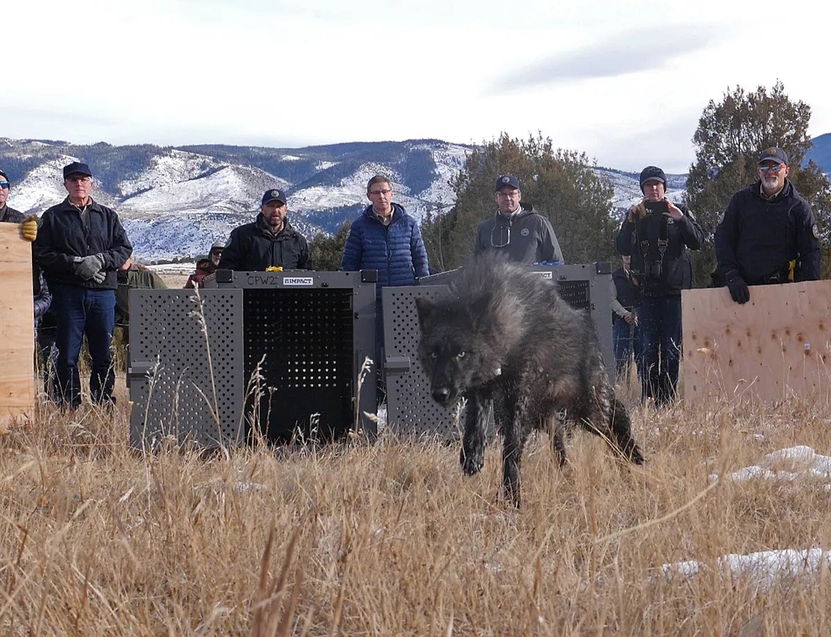 A black wolf sprints out of a gray metal cage.