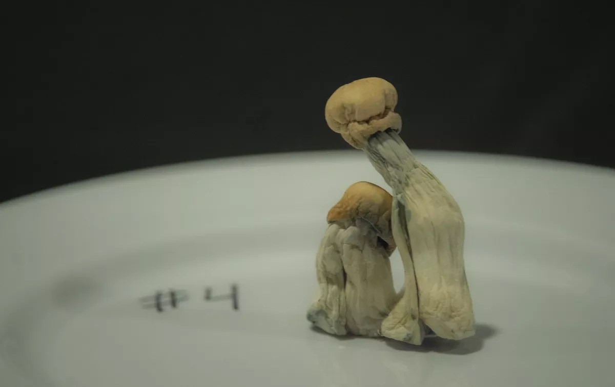 Two psychedelic psilocybin mushrooms with golden caps on a plate