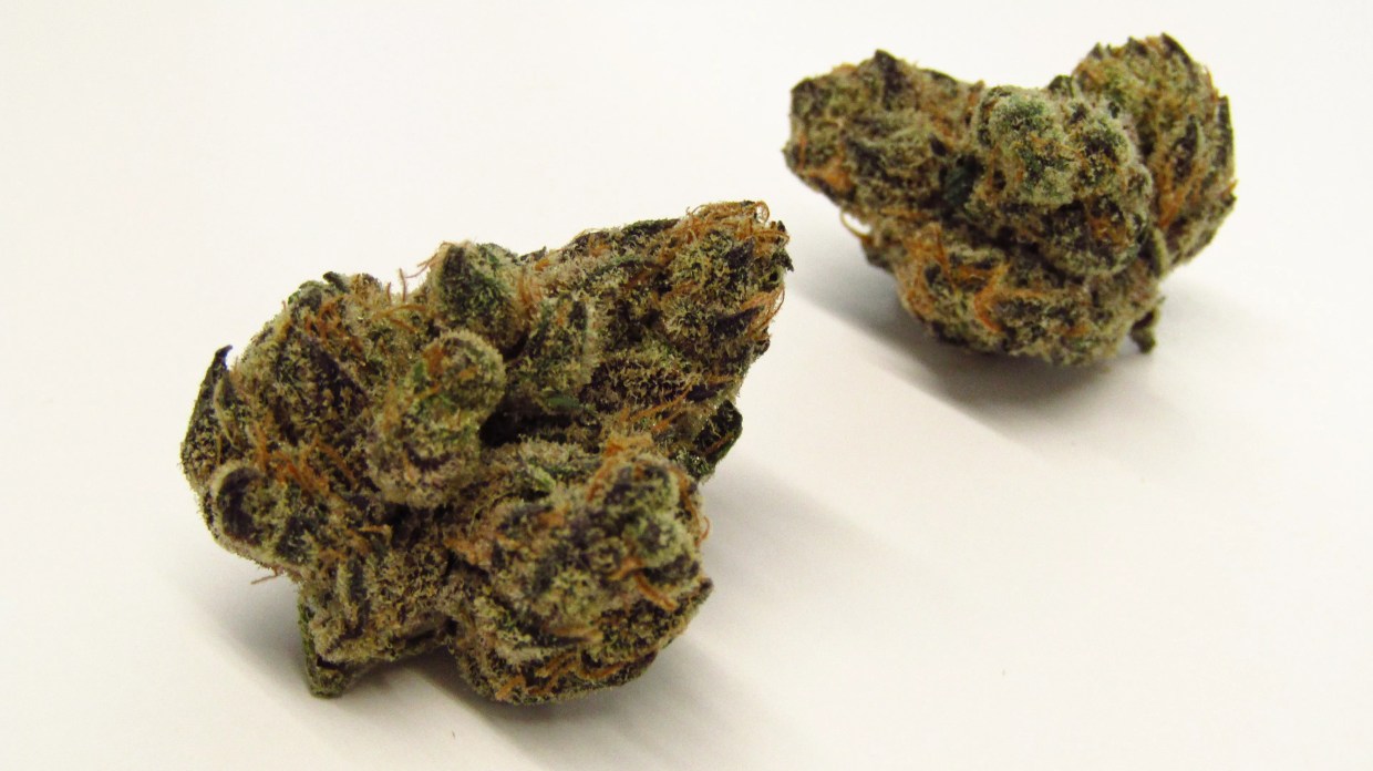 Green and purple marijuana buds