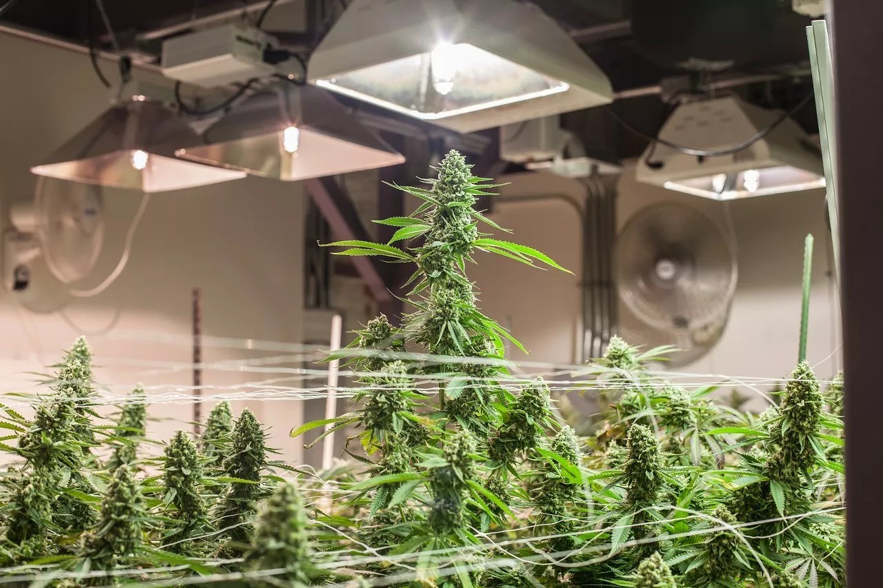 A tall cannabis plant grows under a light