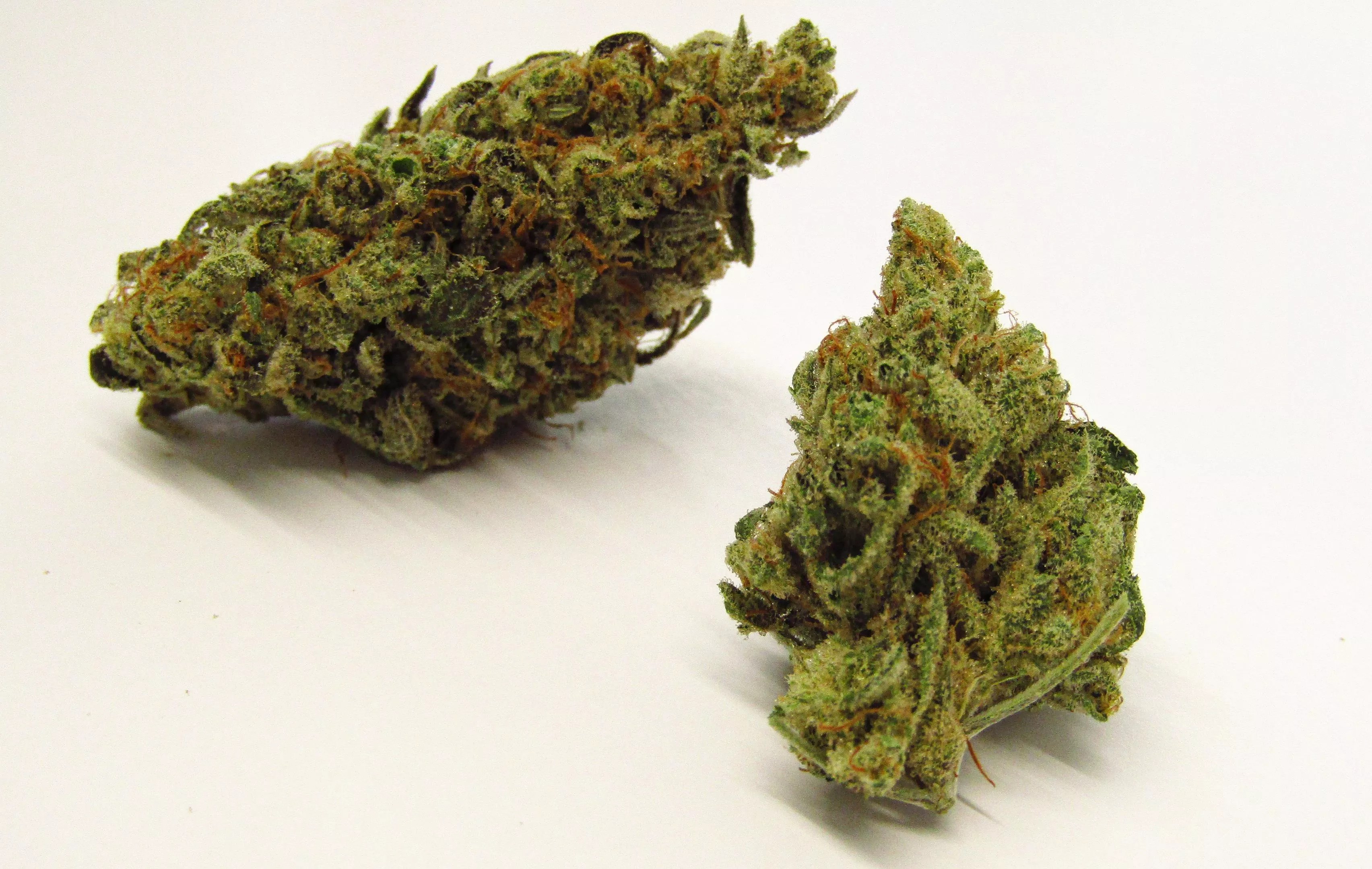 Loose green cannabis sativa buds