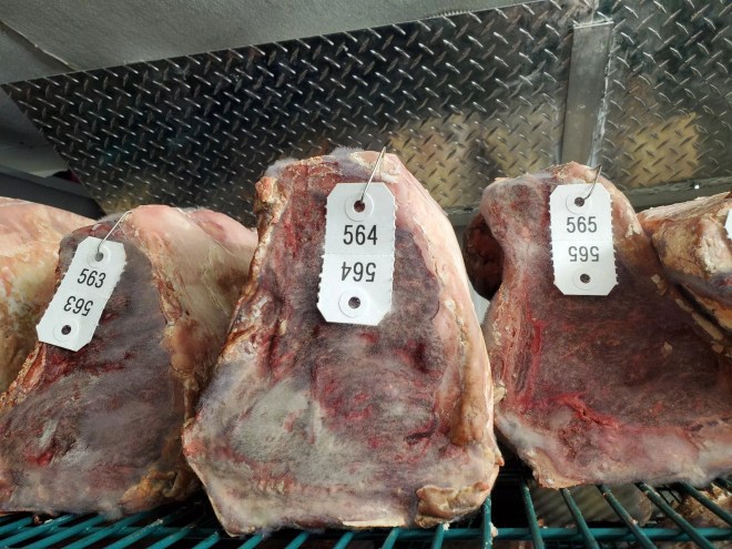 beef on a dry aging rack with a thin layer of mold on it