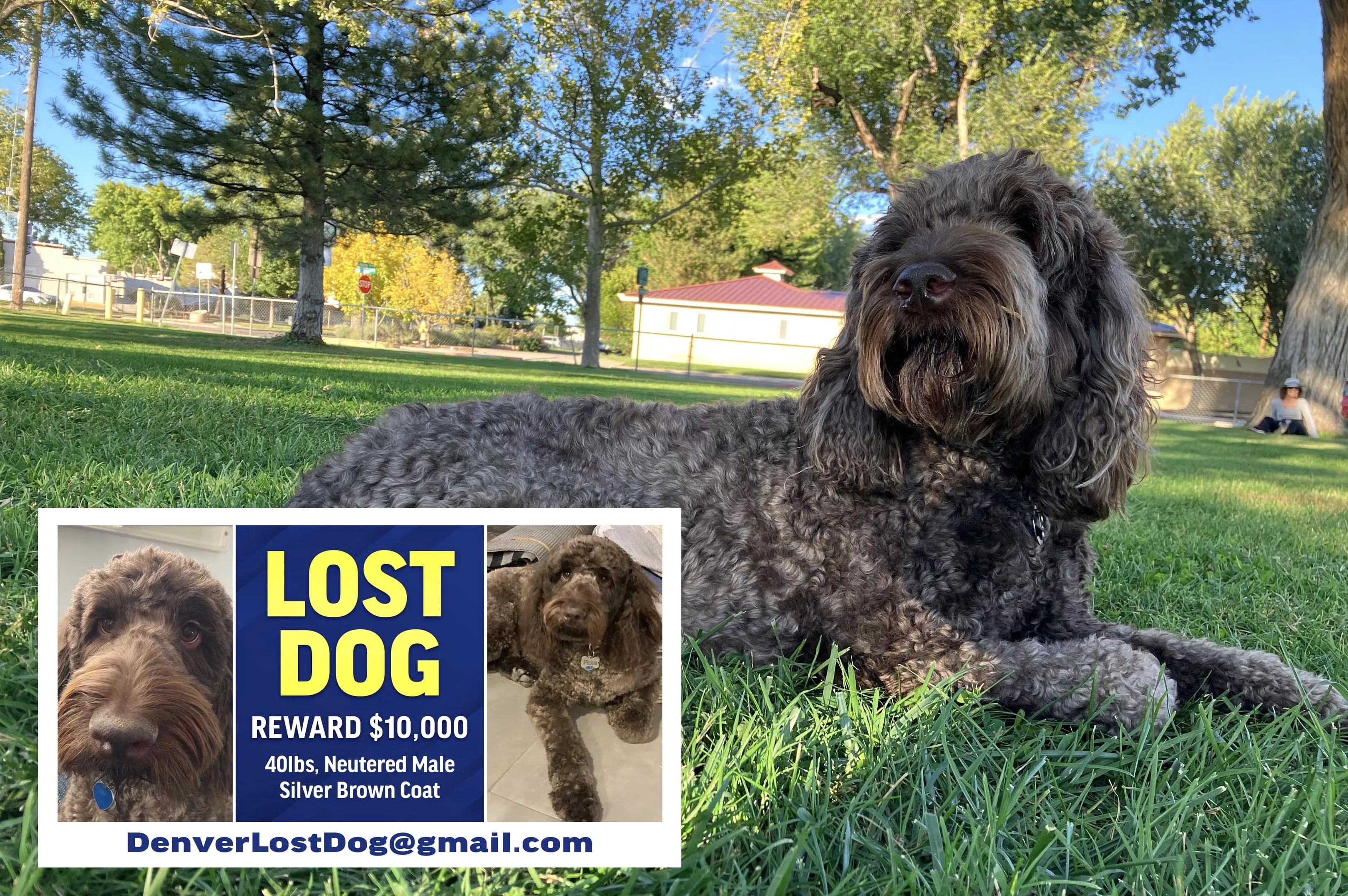 A lost dog advertisement offering $10,000 for the return of Pickle.