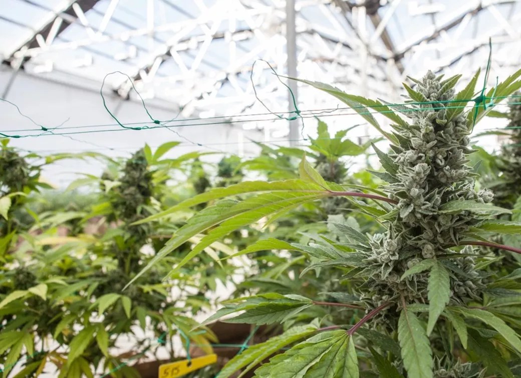 Marijuana plants grow inside of a greenhouse under daylight