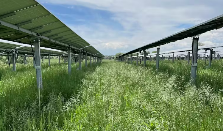 Solar panels and grassland at a farm in Colorado
