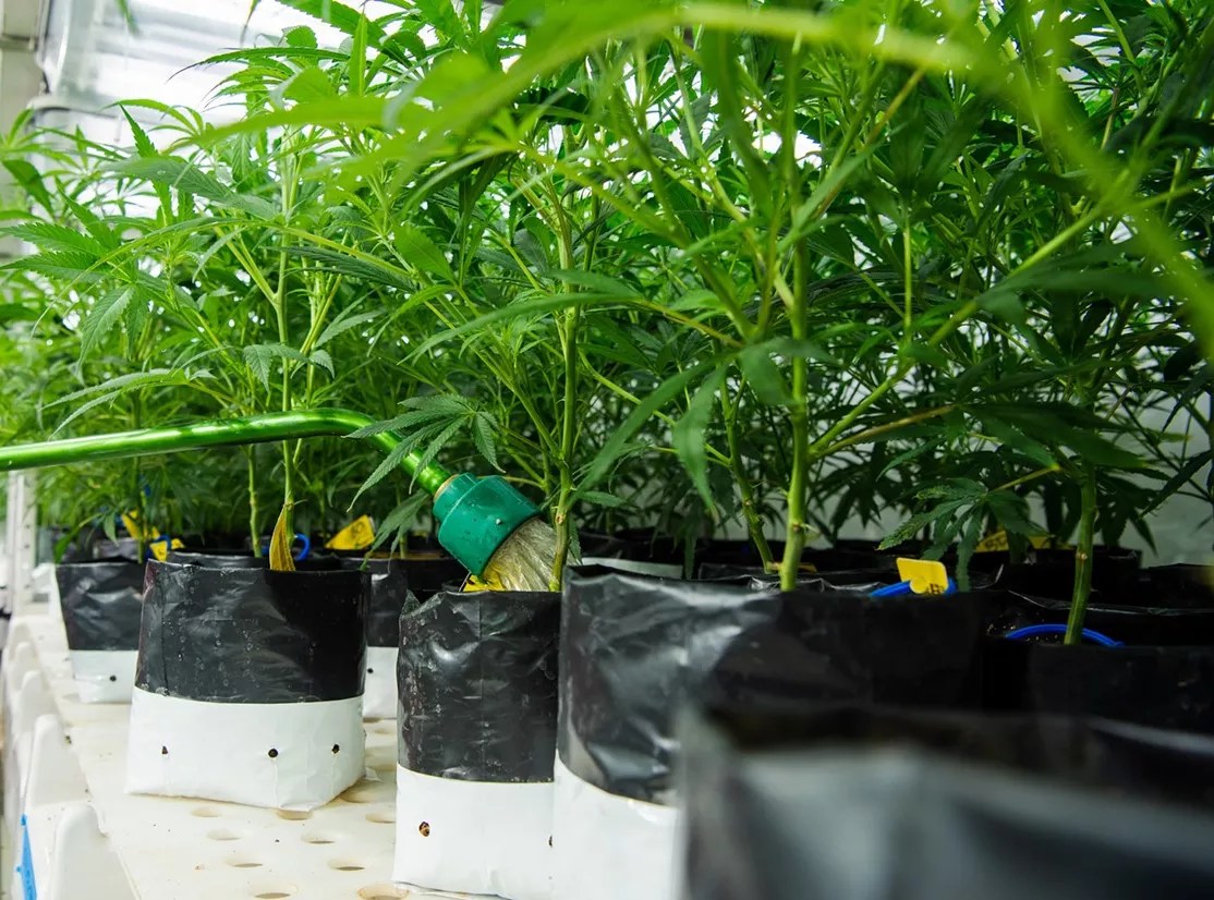 a hose waters marijuana plants inside