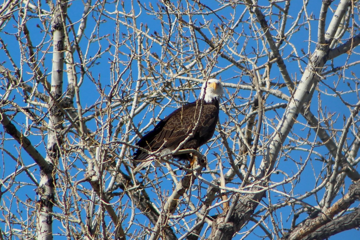 Bald eagle sits in tree branches