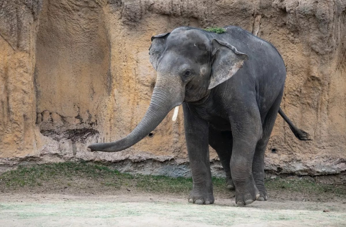 An elephant walking.