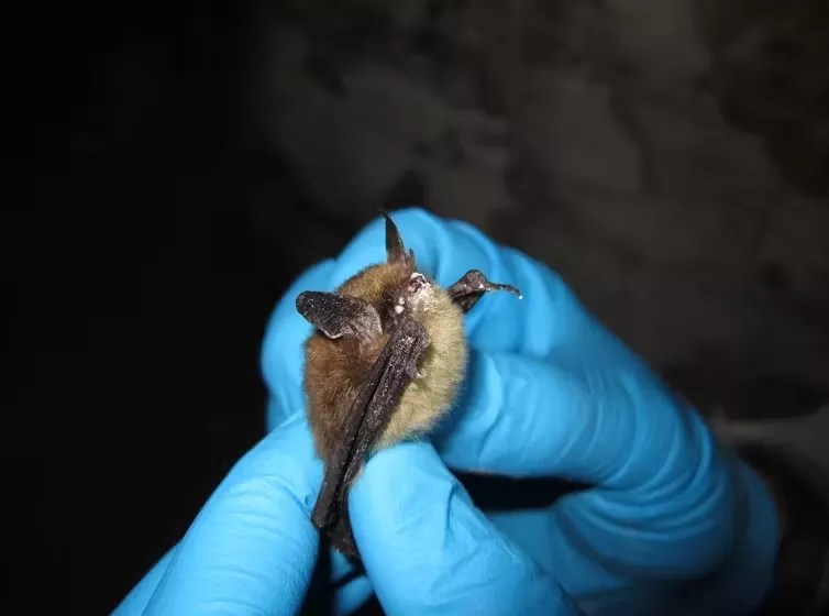 Commentary: Bats in Colorado Face Fight Against Deadly Fungus That Causes White-Nose Syndrome
