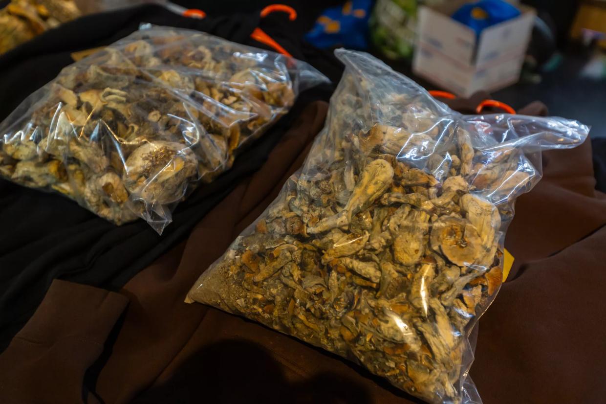 mushroom grow bags on display at Denver Shroom Fest