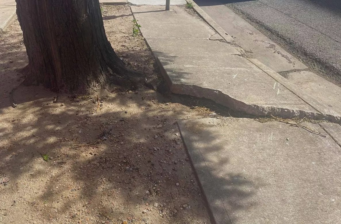 cracked sidewalk next to tree in Denver